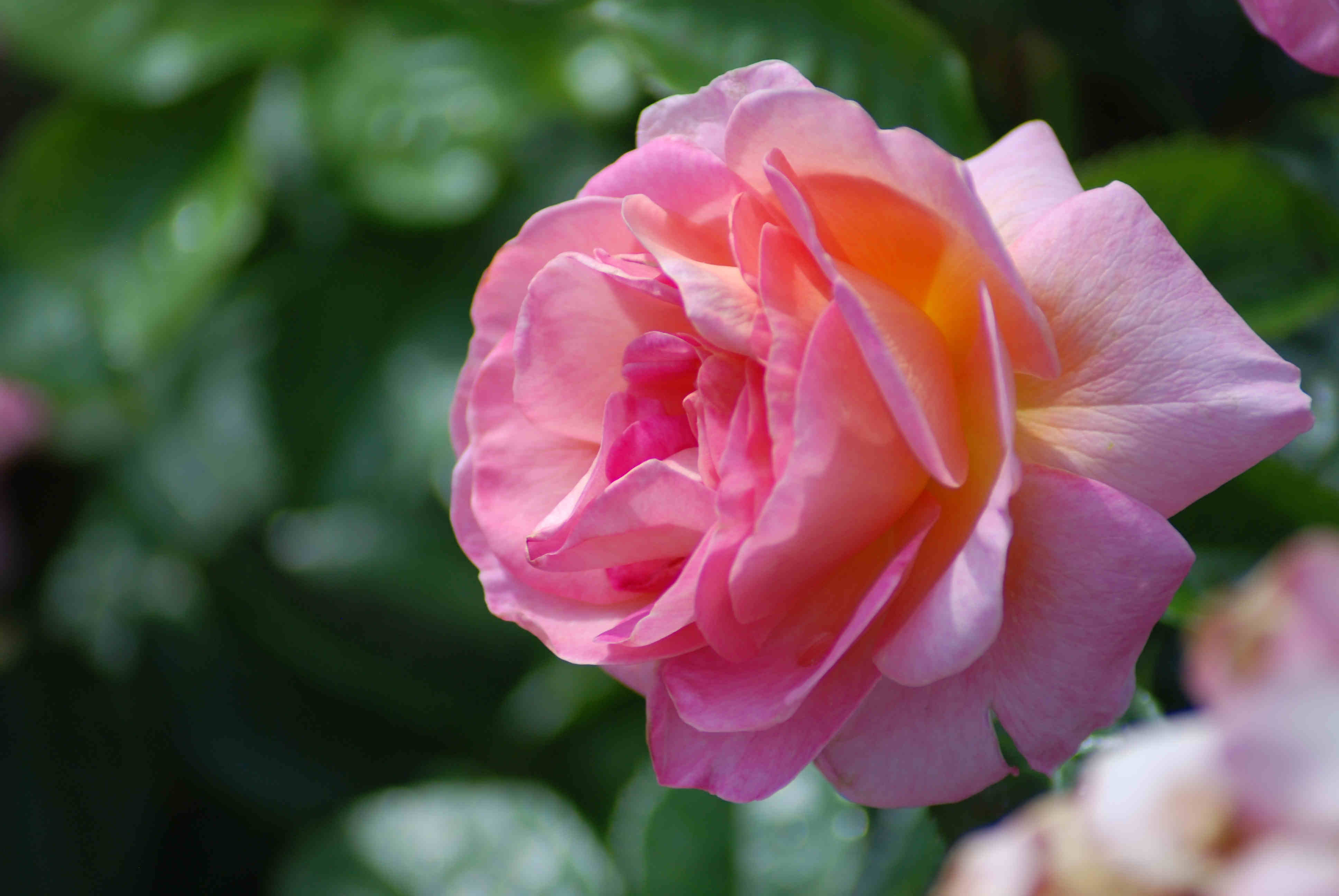 Dornburger Schlossrose